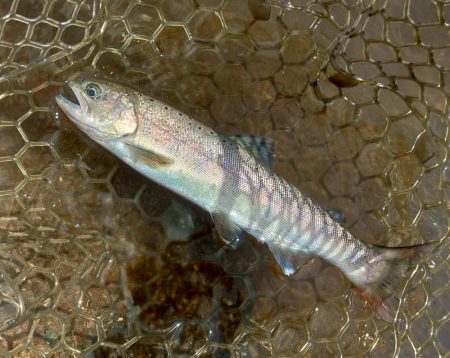 トップに好反応！ ～平谷湖フィッシングスポット～